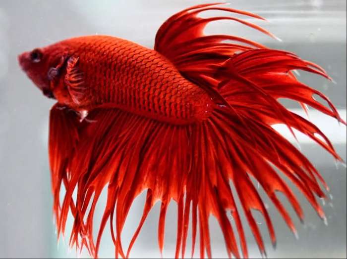 Pez Betta Pez Betta