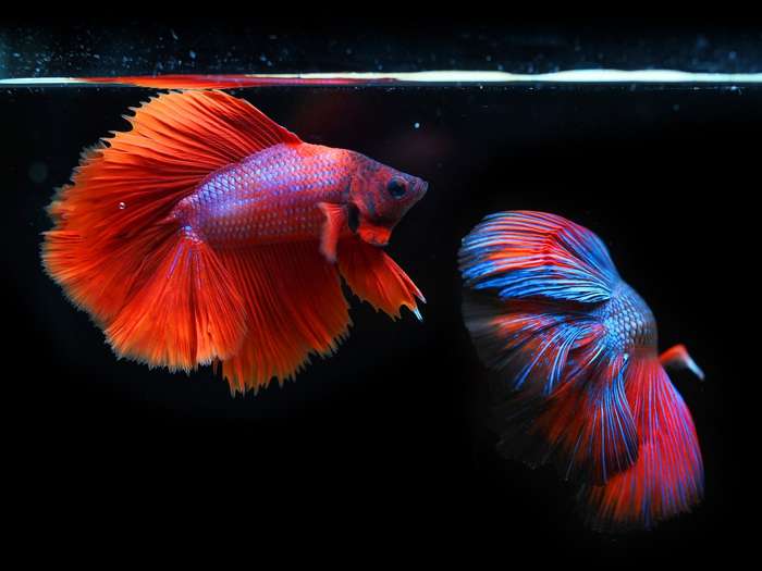 Pez Betta Pez Betta
