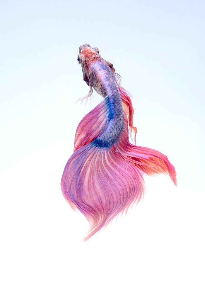 Pez Betta Pez Betta