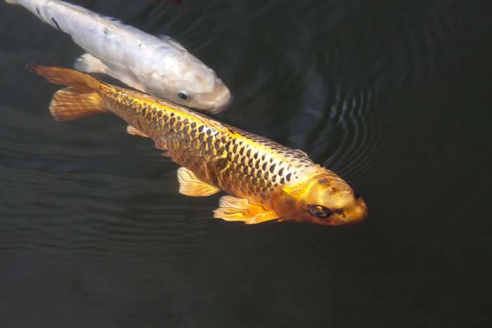 Carpa koi dorada Carpa koi dorada