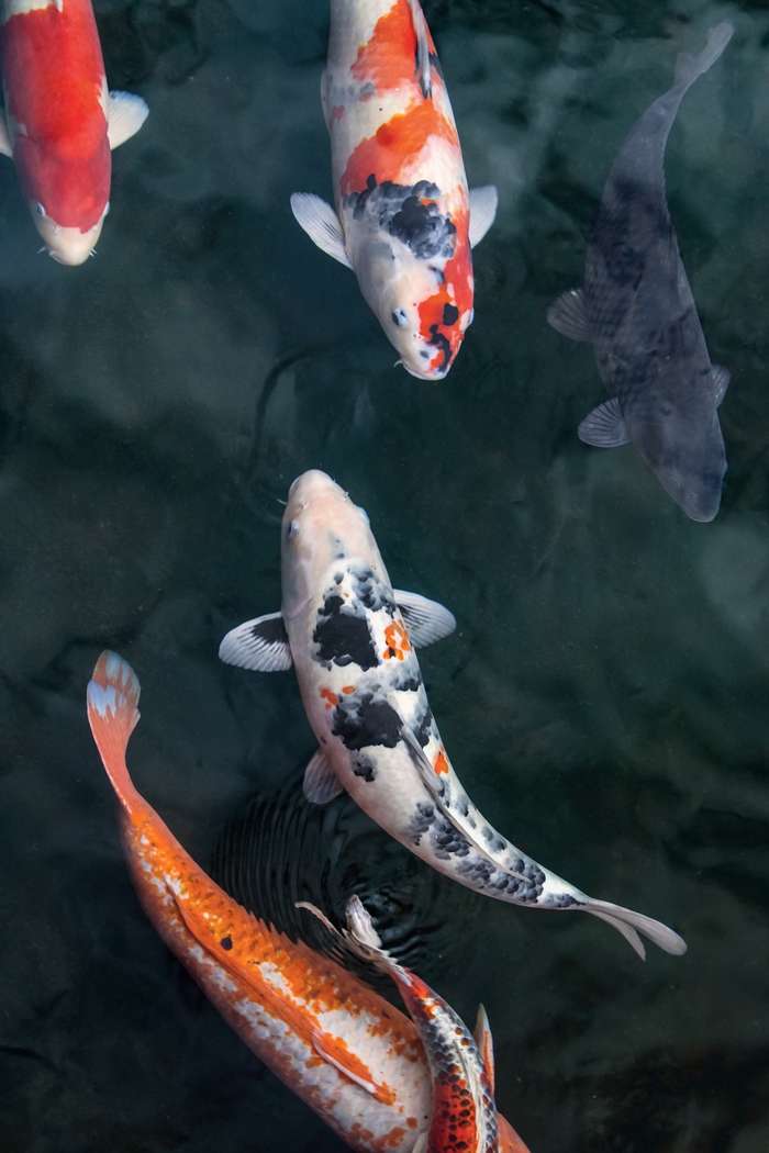 Carpas koi con manchas Carpas koi con manchas